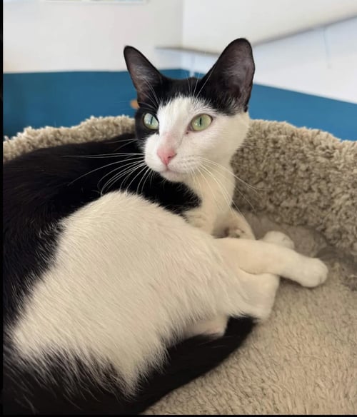 NOVA - Domestic Short Hair available for adoption