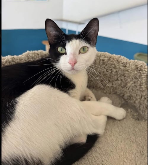 NOVA - Domestic Short Hair available for adoption