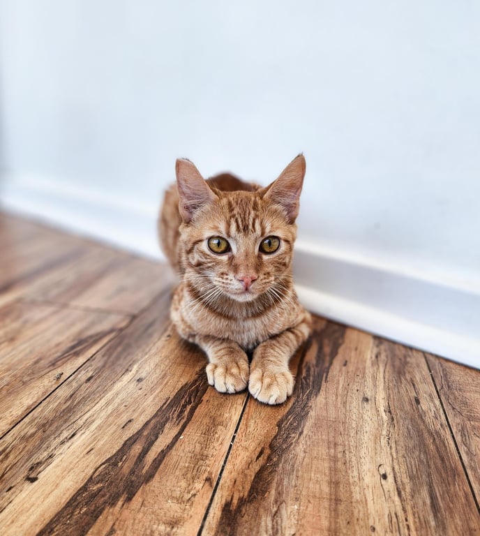 Pico (Fka Sorbet) Image