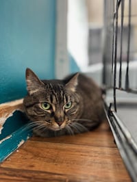 Muffin - Photo 1