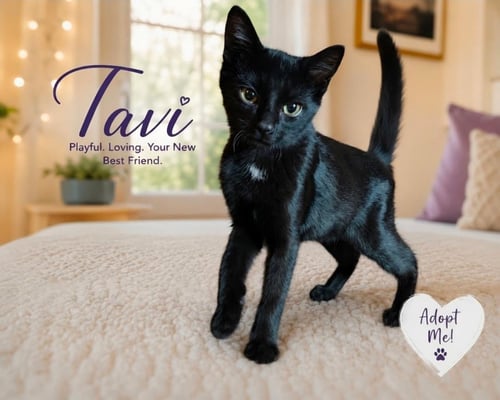 TAVI - Domestic Short Hair for adoption in San Diego