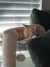 Benito (Fka Sherbert) - Photo 4
