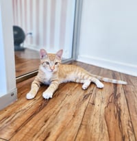 Benito (Fka Sherbert) - Photo 1
