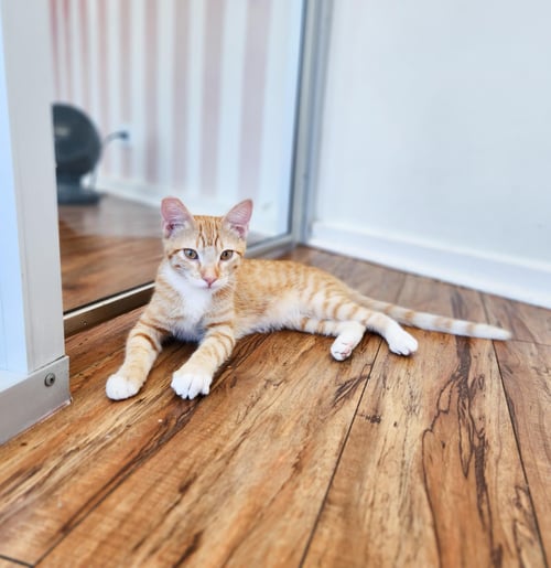BENITO (FKA SHERBERT) - Domestic Short Hair available for adoption