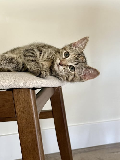 BINDI