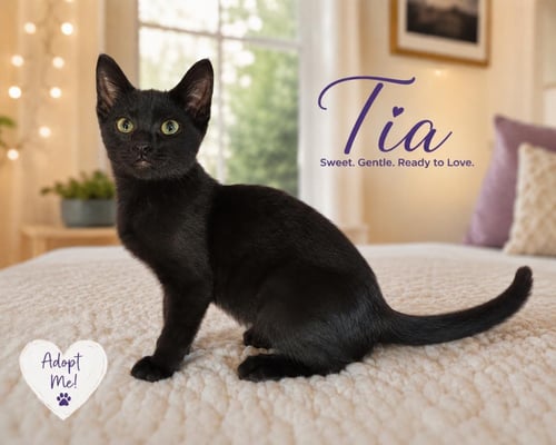 TIA - Domestic Short Hair for adoption in San Diego