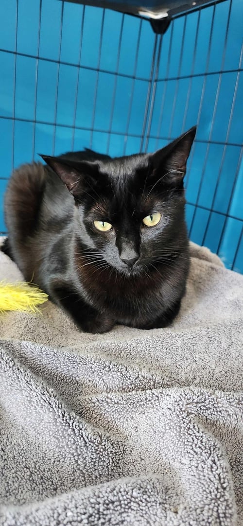POMODORO - Domestic Short Hair available for adoption
