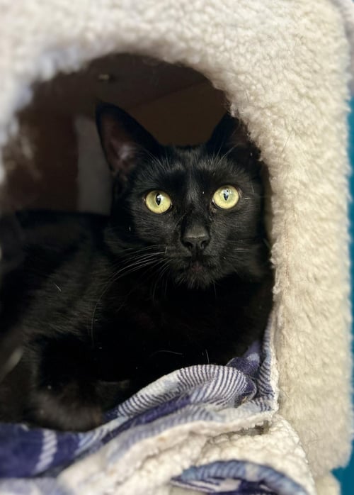 POMODORO - Domestic Short Hair available for adoption
