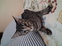 Lily - Photo 1