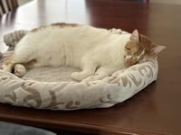 April (Aka Walnut) - Photo 2