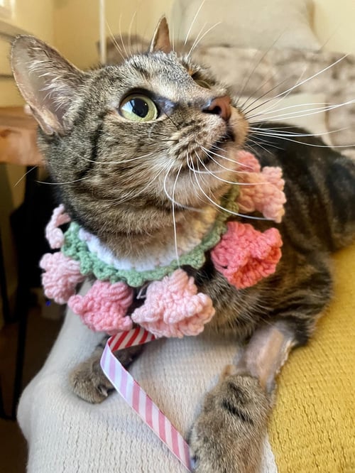 PRINCESS - Domestic Short Hair / Domestic Short Hair available for adoption