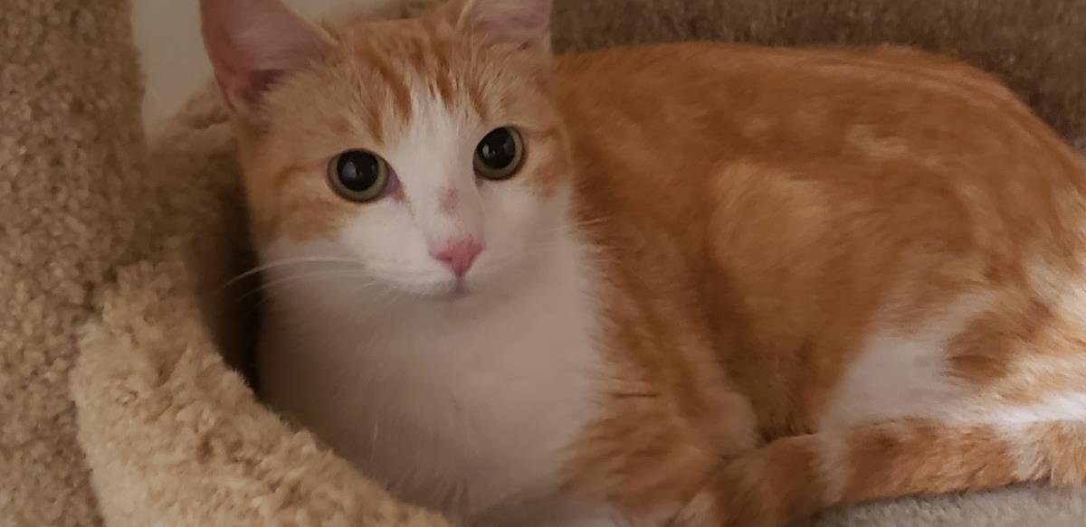SHERBET - Domestic Short Hair for adoption in San Diego