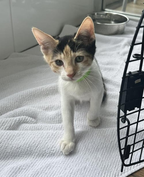 AMBER - Domestic Short Hair for adoption in San Diego