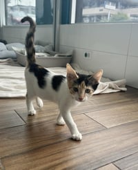 Amber - Photo 2