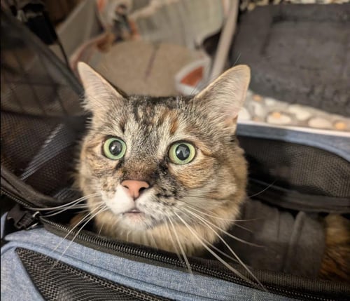 PICKLES (FKA ASHLEY) - Maine Coon available for adoption