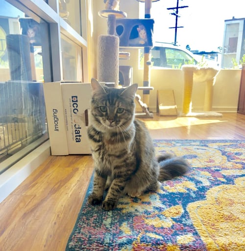PICKLES (FKA ASHLEY) - Maine Coon available for adoption