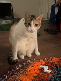 Sophia - Photo 4