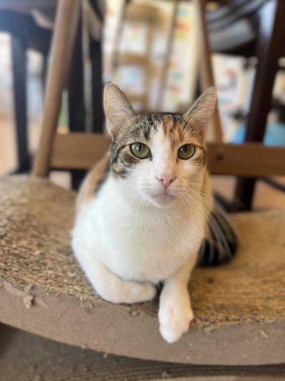 Sophia Image