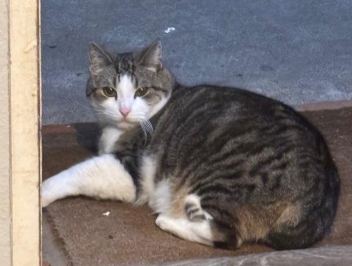 HOKU - Domestic Short Hair available for adoption