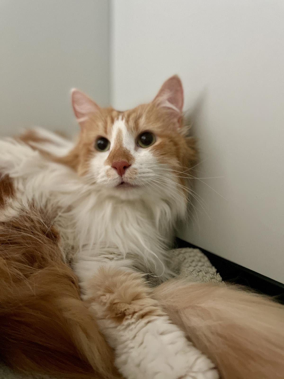 MIMZY (AKA XENA) - Domestic Long Hair available for adoption