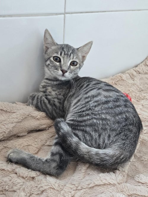 DUNIA - Domestic Short Hair for adoption in San Diego