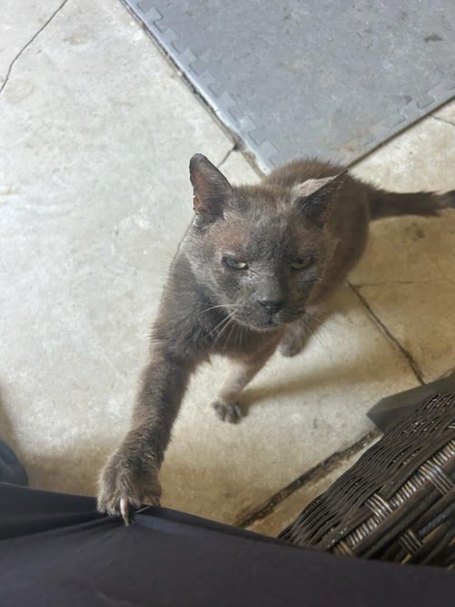 MYSTERY *COURTESY POST* - Russian Blue available for adoption