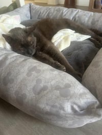 Mystery *courtesy Post* - Photo 3