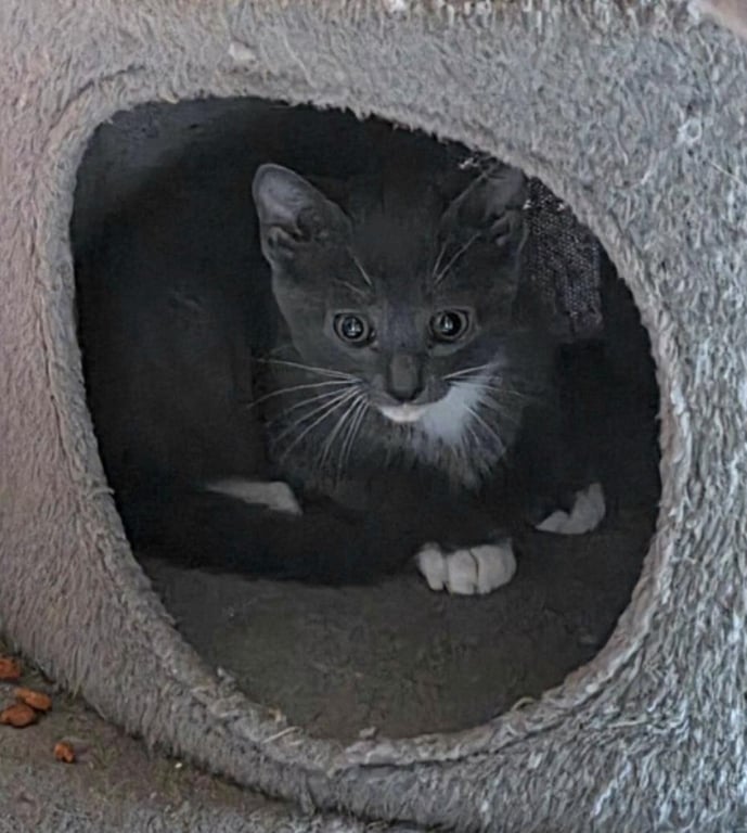 Koa Image