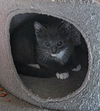 Koa - Photo 1