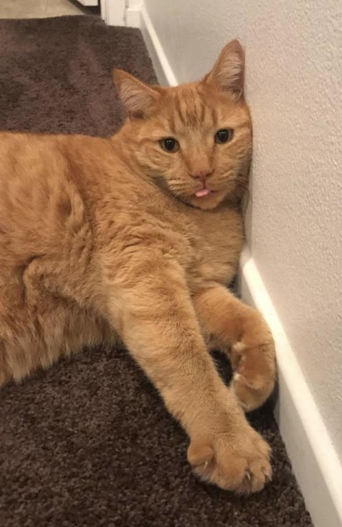 Tigger Image