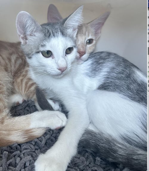 COPPOLA - Domestic Short Hair for adoption in San Diego