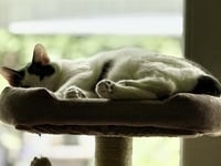 Franklin - Photo 1