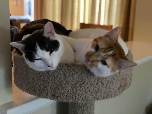 FRANKLIN - Domestic Medium Hair available for adoption
