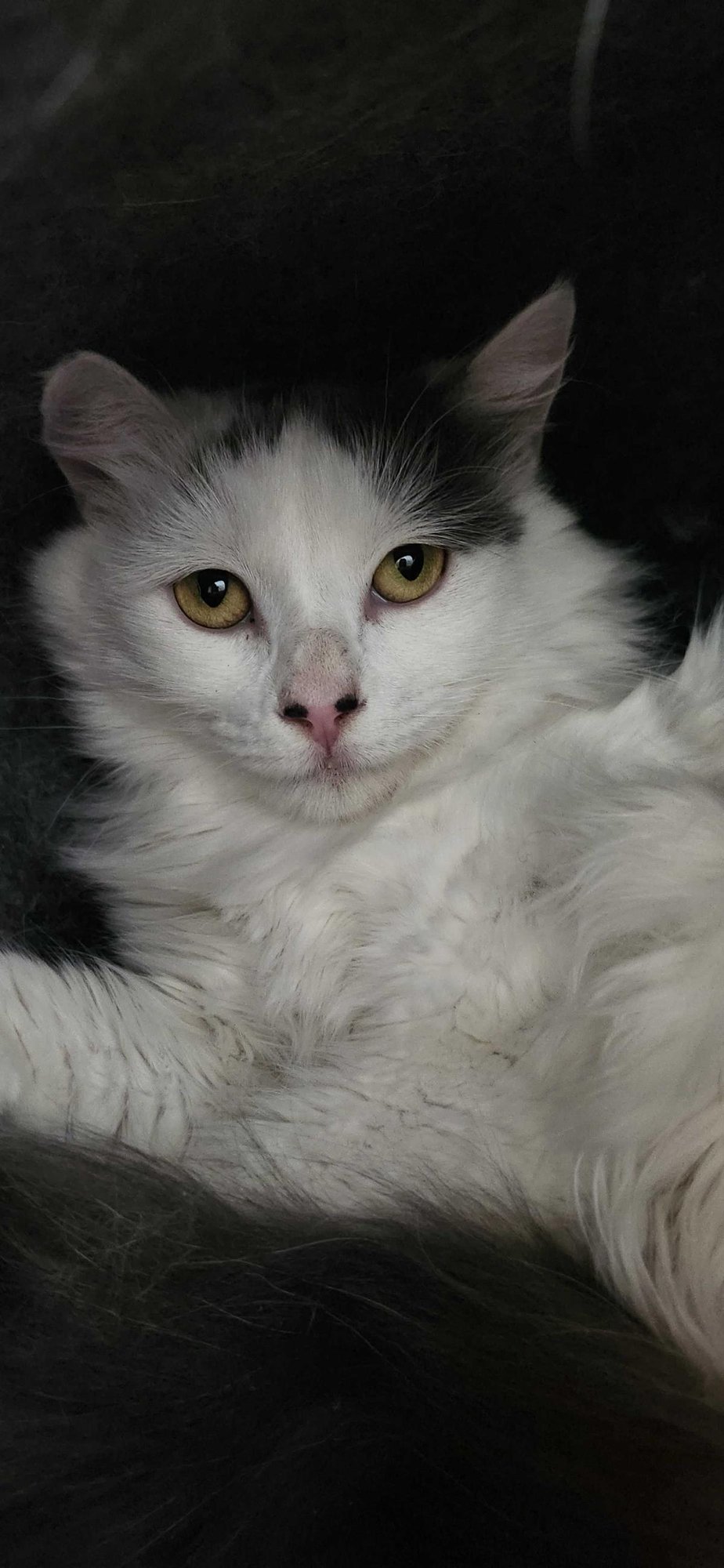 BLANQUITA - Maine Coon available for adoption