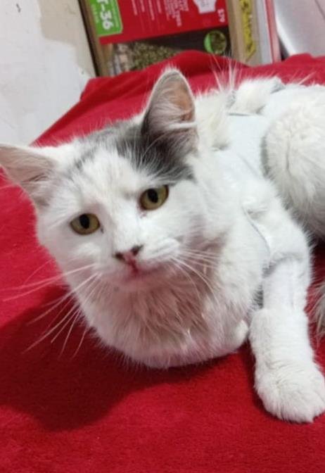 BLANQUITA - Maine Coon available for adoption