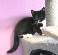 Oreo - Photo 1