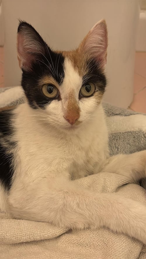 HONEY - Domestic Short Hair available for adoption