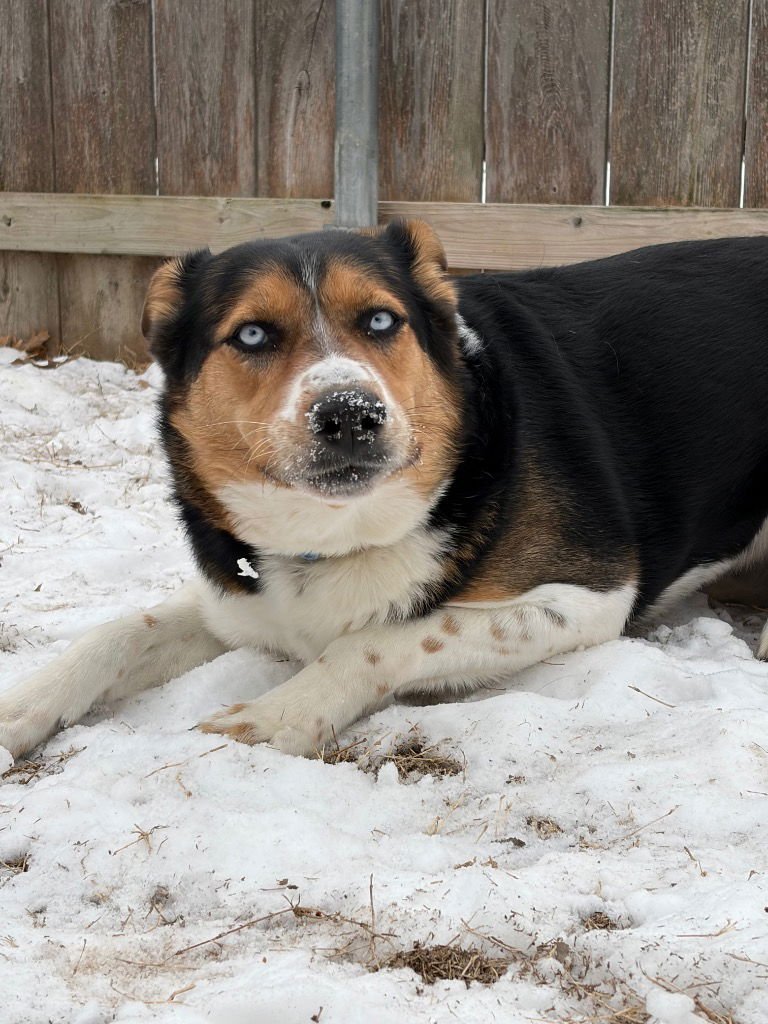 MEEKA - Shepherd available for adoption