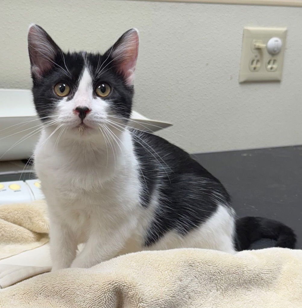 LS - Domestic Short Hair available for adoption