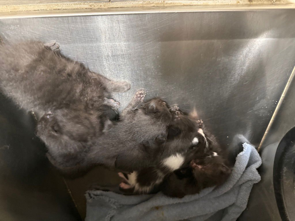 LS - Domestic Short Hair available for adoption