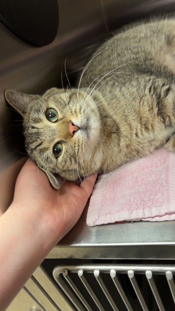 EGGNOG - Domestic Short Hair available for adoption