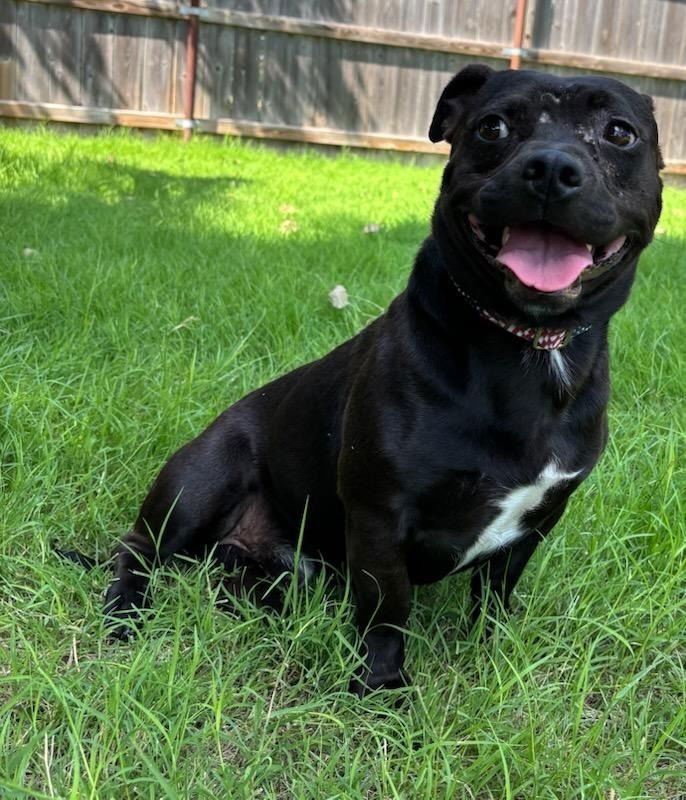 DOUG(CHUCK) - Staffordshire Bull Terrier available for adoption