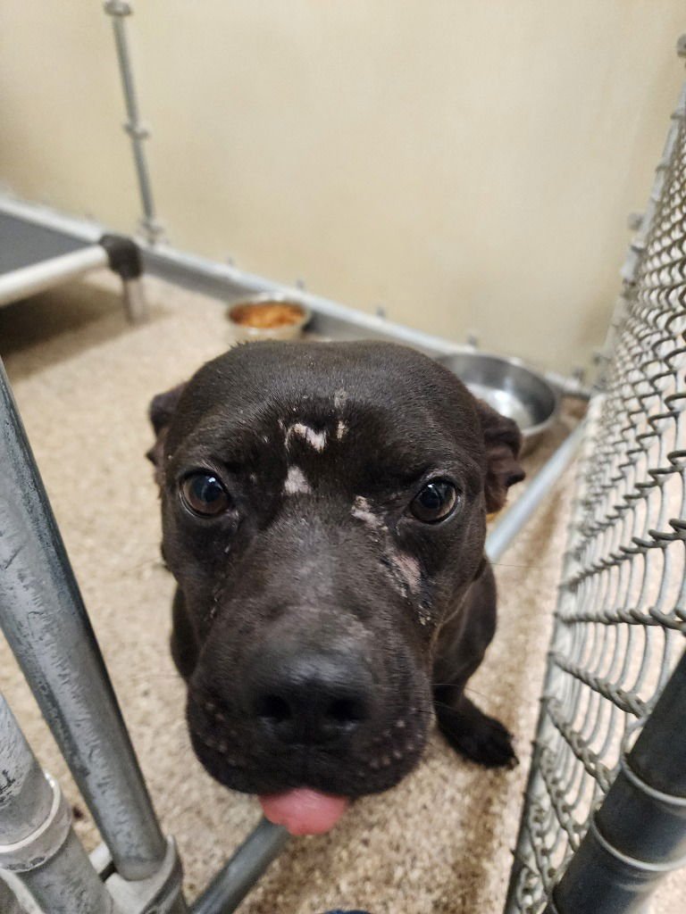 DOUG(CHUCK) - Staffordshire Bull Terrier available for adoption