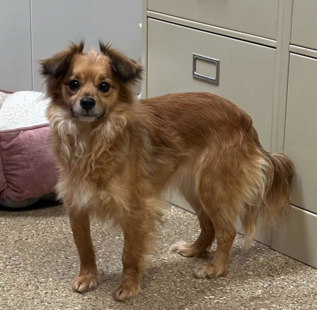 SQUIRT - Terrier available for adoption