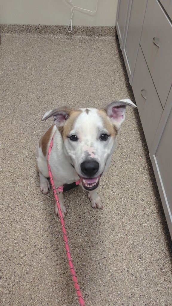 FLYNN - Labrador Retriever / Cattle Dog available for adoption