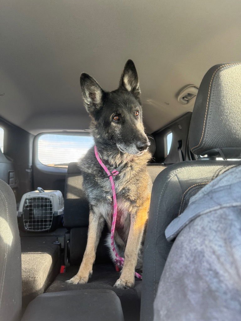 TAZ - German Shepherd Dog available for adoption