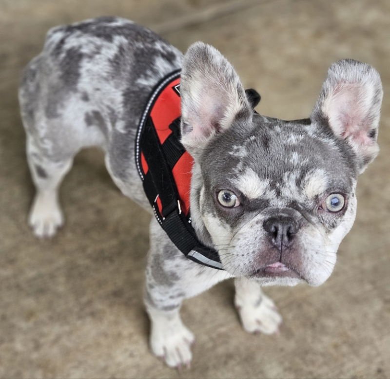 WYATT (SPECIAL NEEDS) - French Bulldog available for adoption