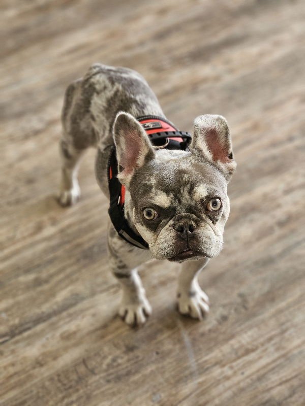WYATT (SPECIAL NEEDS) - French Bulldog available for adoption