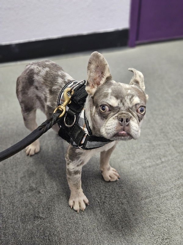 Wyatt (Special Needs) - Photo 3