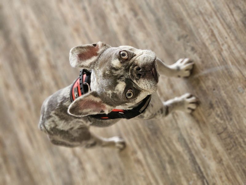 Wyatt (Special Needs) - Photo 6